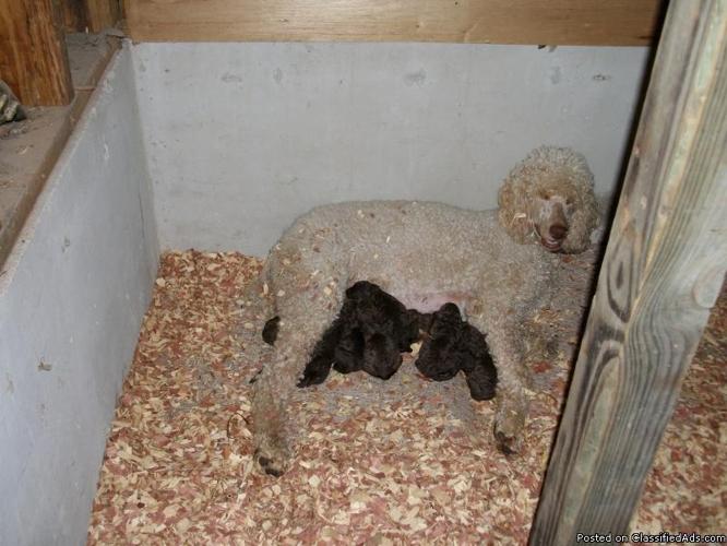 standard poodle puppies - Price: 650.00