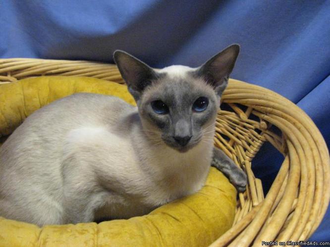 Stunning Blue Point CFA registered Siamese spayed Female - Price: Please contact