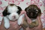 Stunning Shih Tzu Puppies For Sale! - Price: $750