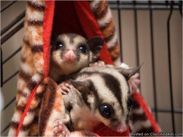 Sugar GLIDERS READY FOR ADOPTION (pets) - Price: 90