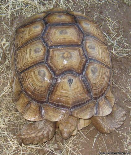 Sulcata Tortoise Female 16