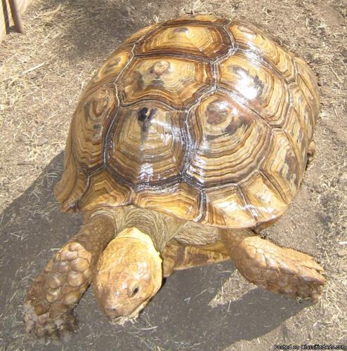 Sulcata Tortoise Female 18