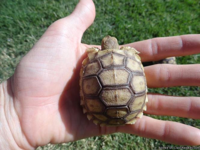 Sulcata Tortoise Hatchlings (ADORABLE) - Price: 50