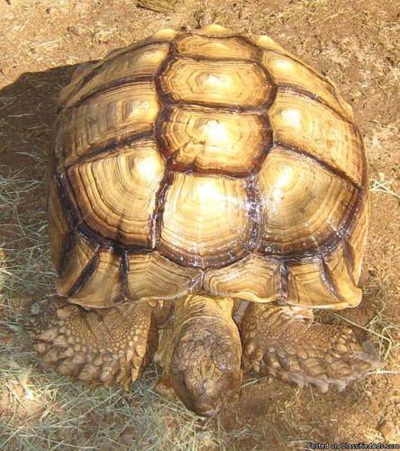 Sulcata Tortoise Male 26