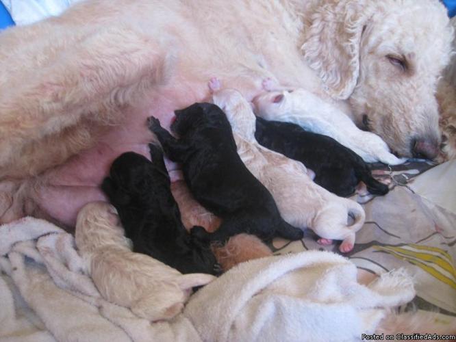 SUMMER LITTER OF 3RD GENRATION LABRADOODLES HAS ARRIVED - Price: 600