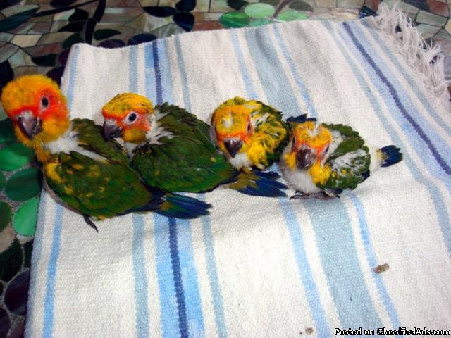 Sun Conure Baby - Hand fed and Very Sweet - Price: $375.00