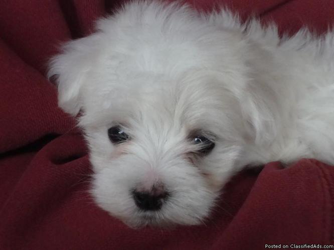 Super Cute Maltese Puppy's - Price: 600.00