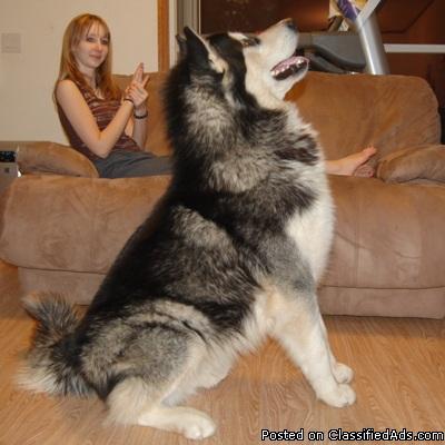 Superior Quality Alaskan Malamute Puppies For Sale - Price: 1200 for ...