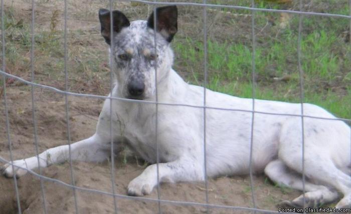 sweet and VERY LOYAL queensland heeler female dog 2yrs old. - Price: FREE 2 GOOD HM