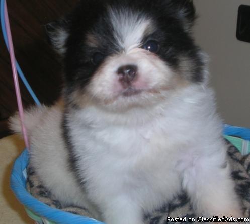 Sweet Pomeranian Puppies Available Now For Adoption