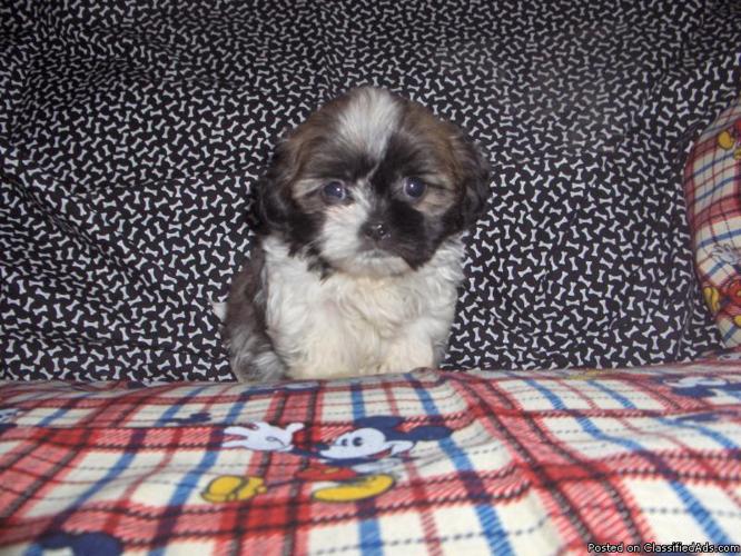 Sweet Shihtzu-a-Poo puppy - Price: $300.00