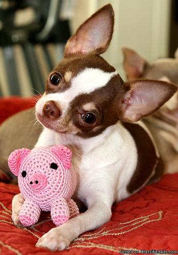 T-cup and Tiny Toy Chihuahuas - Price: $200 to $350