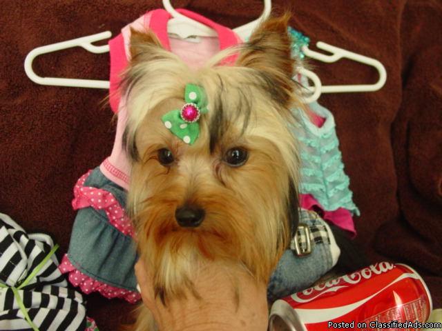 T-cup female Yorkie - Price: 1650