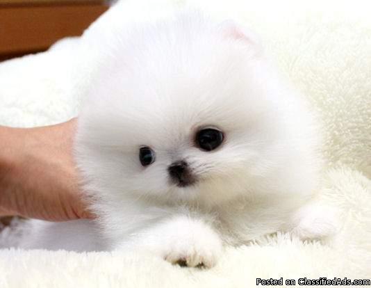 T-cup Pomeranian Puppies New Homes