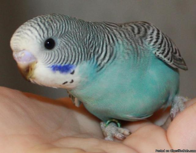 TAME HAND FED YOUNG PARAKEET/BUDGIE #511 - Price: 20.00