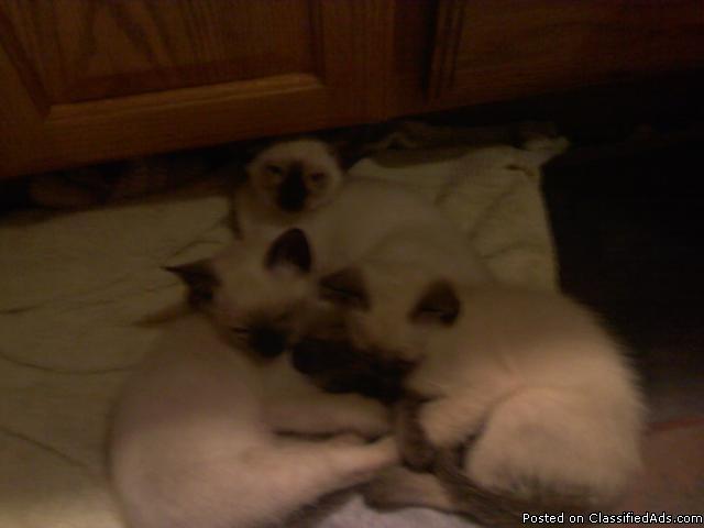 TCA Seal Point Kittens - Price: $300.00