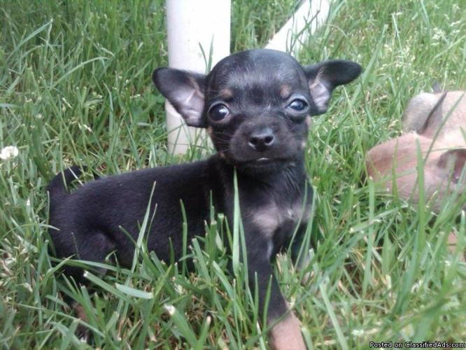 Teacup Chihuahua Puppy (Female) Will be 23 LBS fullgrown