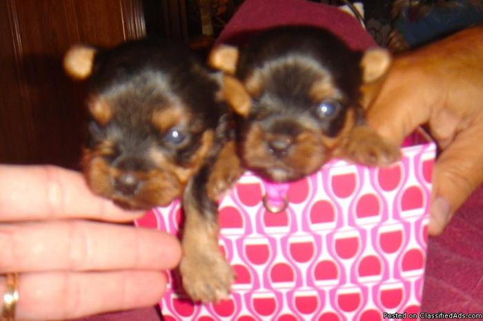 Teacup Yorkie Puppies CKC - Price: 700 for sale in Valdosta, Georgia - Best pets Online