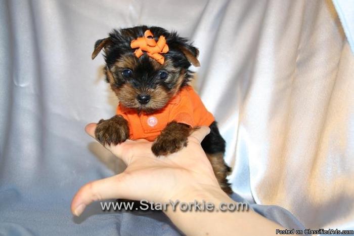 Teacup Yorkie Puppies in Las Vegas - Best Quality & Come w/ Health Guarantee!!! - Price: 1800.00