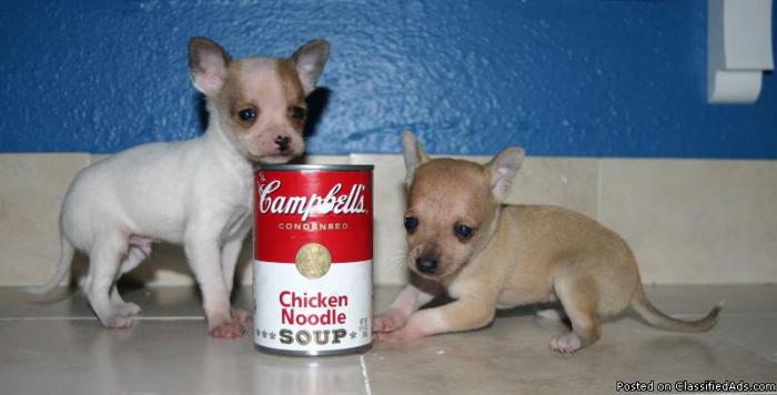 Teeny Tiny Teacup Chihuahua Puppies 1 Baby Boy and 1 Baby Girl - Price: 400.00