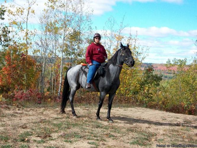 Tennessee Walking Horse for Sale - Price: 3,200.00
