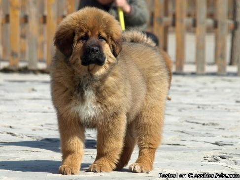 Tibetan Mastiff Puppies For Sale - Price: 450