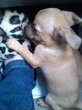 Tiny Chihuahua Puppies - Price: $300.00
