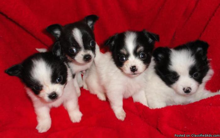 TINY Chihuahua Puppies will only be 3 to 4 pounds full grown... - Price: $400.00
