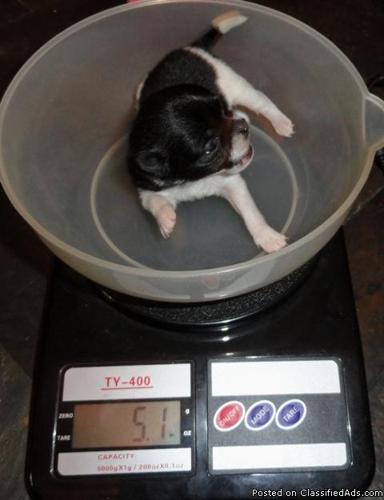 Tiny Female only charting to be 2 to 2 1/2 pounds full grown... - Price: $1,000.00