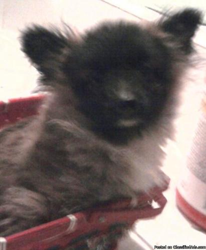 Tiny male Papi-Pom Puppy 500.00 - Price: 500.00