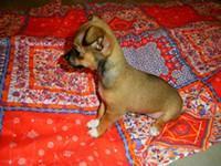Tiny T-cup Chihuahuas - Price: $300.00