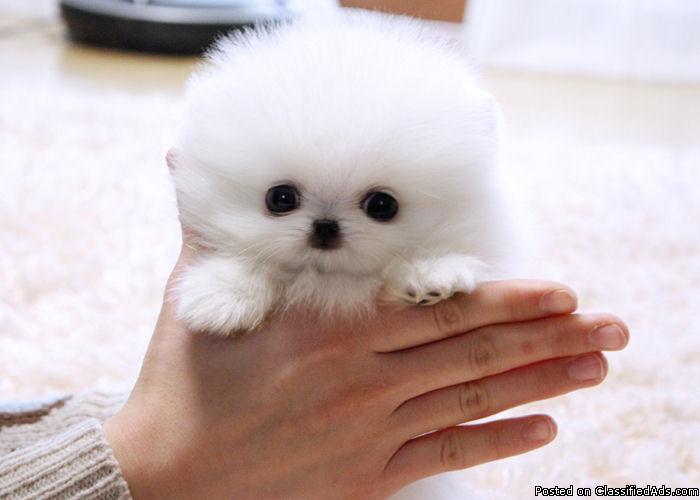 tiny teacup pomeranian puppies for adoption 21755019