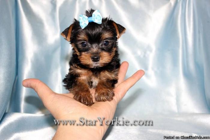 Tiny Teacup Yorkie Puppies for Sale Around Las Vegas, NV - Price: 2000.00