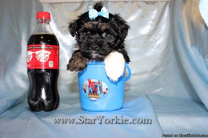 Tiny Teacup Yorkipoo (Yorkie & Poodle) Available 10 Minutes from Las Vegas Strip - Price: 1400.00