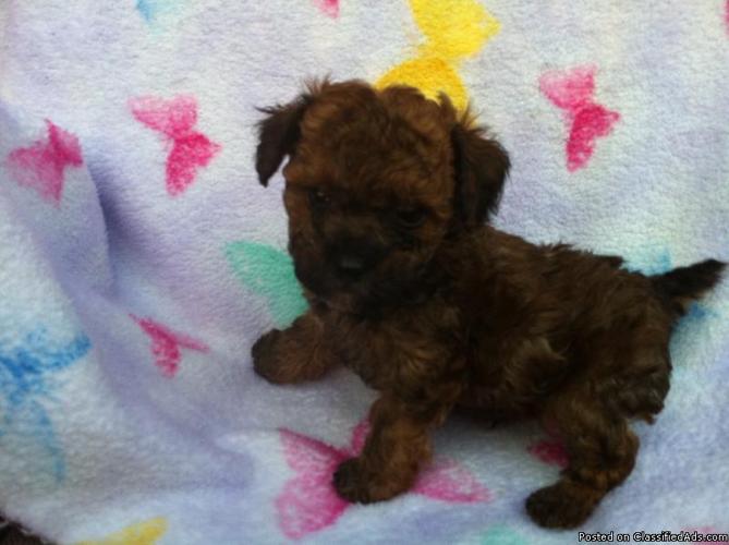 akc poodle puppies for sale