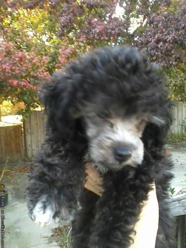 Tiny Toy Poodles for Sale - Price: $350/$400