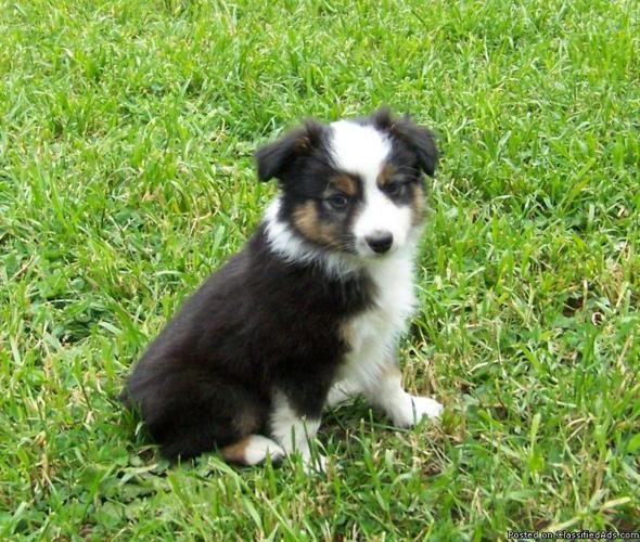 Toy Australian Shepherd Puppies - Price: $250