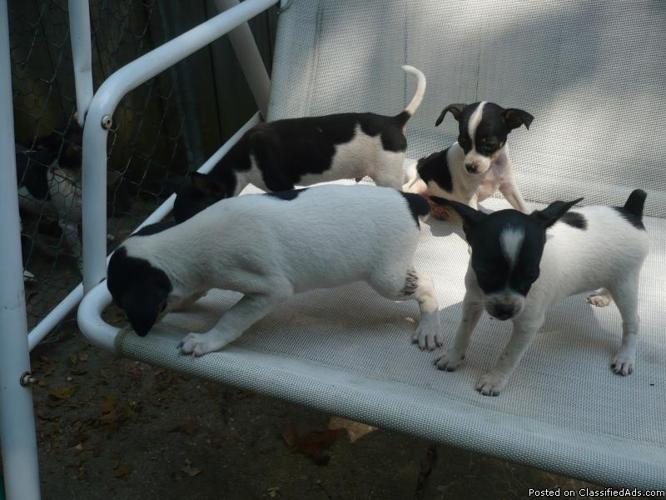 Toy Fox Terrier Pups - Price: $250