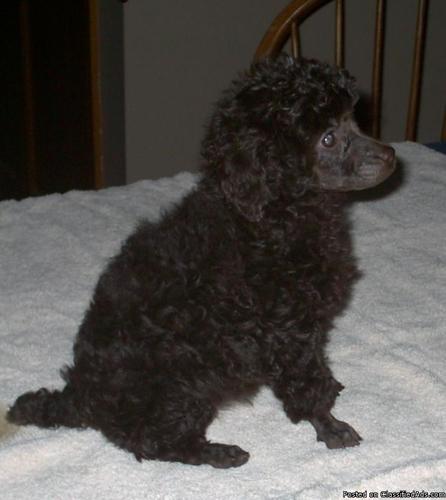 Toy Poodle-Female - Price: 300.