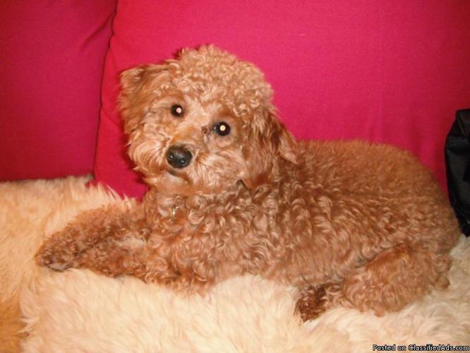 TOY POODLE - Price: 500