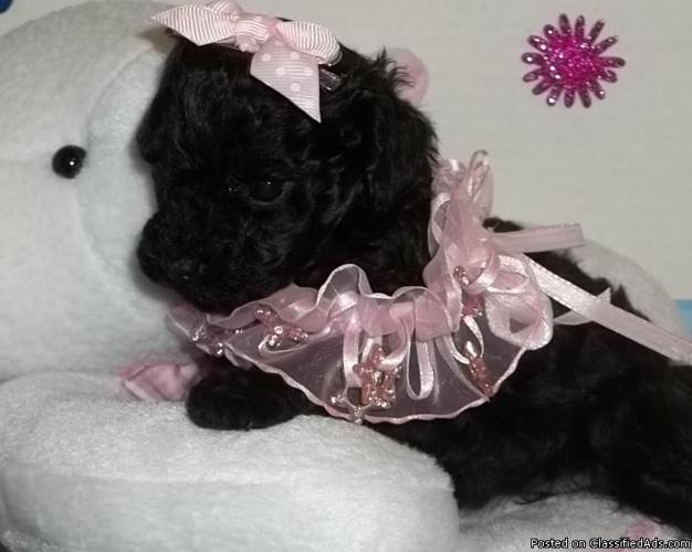 Toy Poodle Puppie for sale - Price: $500