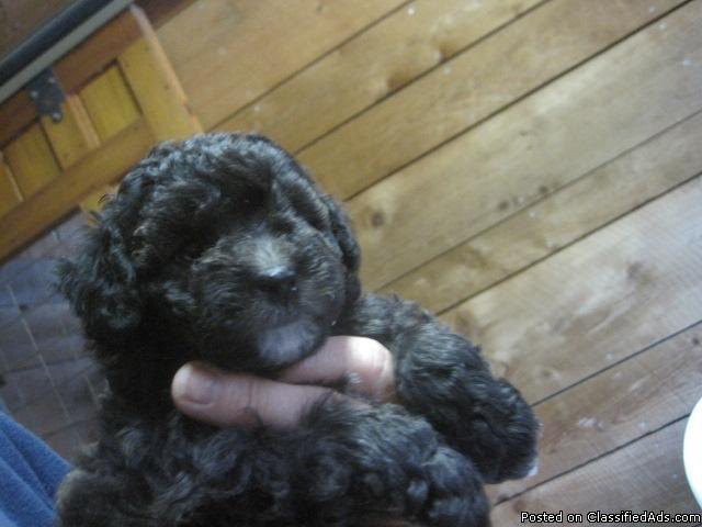 TOY POODLE PUPPIES CKC Registered - Price: $500.00