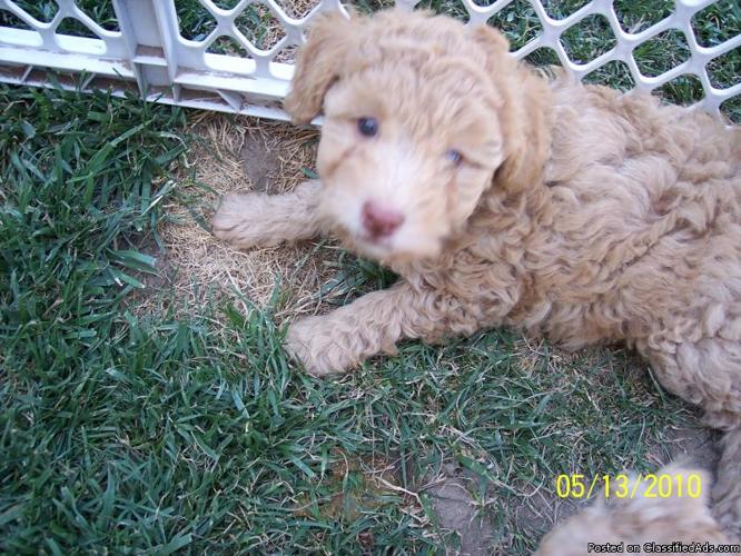Toy Poodle-Purebred Male 3months old - Price: $450.00