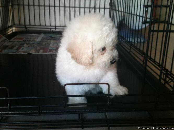 Toy Poodles for Sale - Price: $375