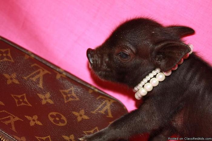 Truely Tiny Teacup Piglets! Make your deposit on Christmas Litters Now! - Price: 1500