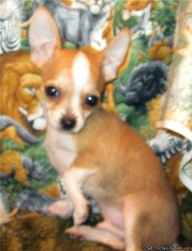 Two male Akc chihuahua puppies left. Champion bred - Price: $350.00