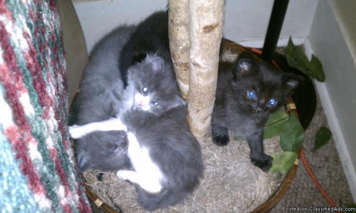 two male kittens left - Price: free