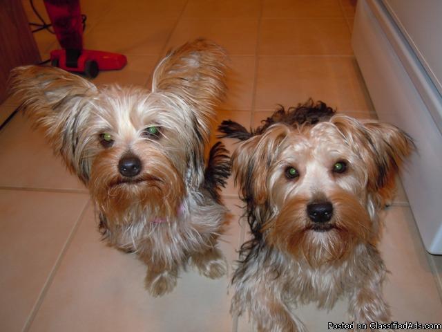 Two six-month Yorkies - Price: 295