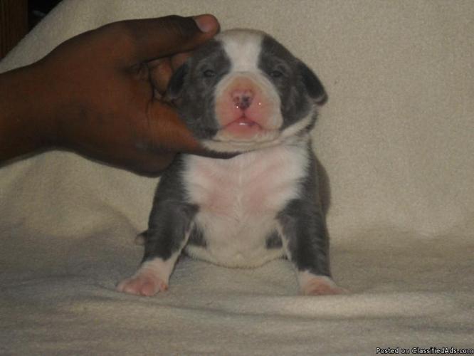 UKC & ABKC Blue Pitbull Puppies - Price: 1000-3000