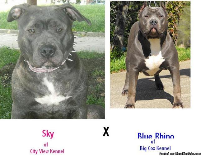 UKC & ADBA registered pitbull puppies